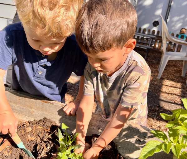Montessori School of Denver Admissions to Toddler | Montessori Toddlers are 2-3 years old at MSD | MSD Toddler students plant, garden, and care for their environment