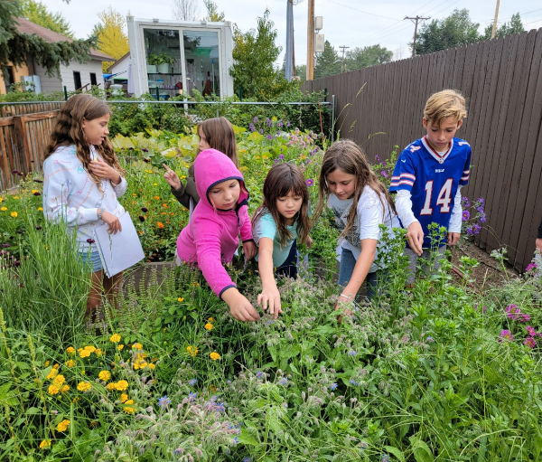 Montessori School of Denver Admissions to Upper Elementary School or Grades 4 and 5 | MSD Upper Elementary students tend to the urban farm and garden | care for environment